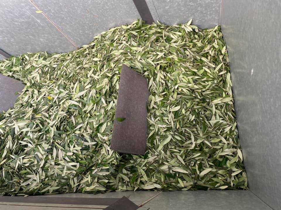 オリーブ葉の製茶